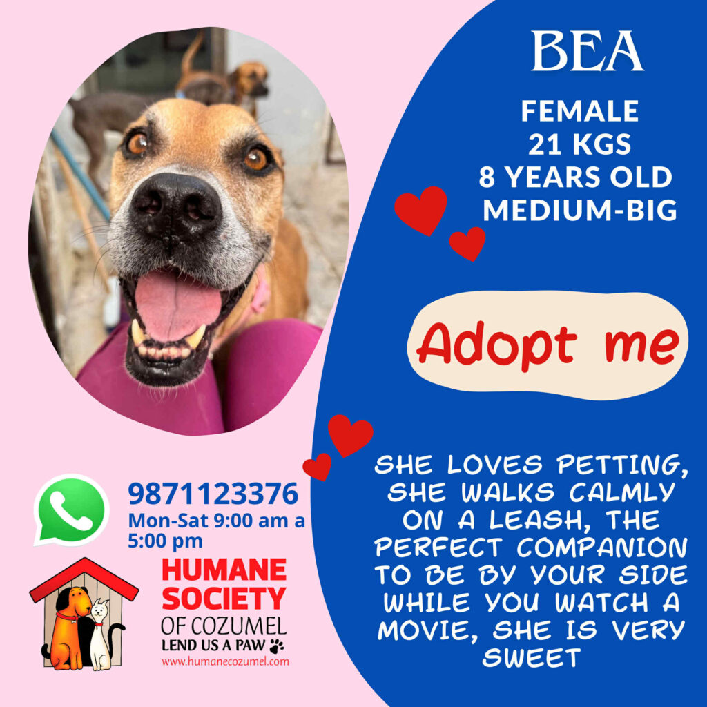 bea